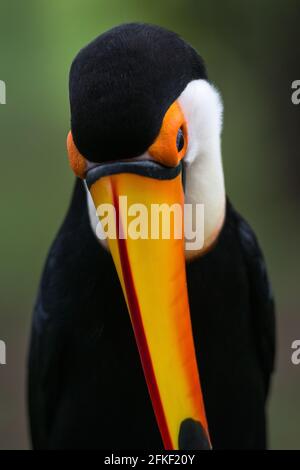 Toco Toucan (Ramphastos toco) portrait, from the Pantanal, Brazil Stock Photo