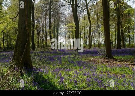 Aylesbury Vale, Buckinghamshire, UK. 1st May 2021. Afternoon sun shines through beautiful bluebells in the ancient woodlands across the Chilterns. The forecast for the rest of today and tomorrow is for more sunshine, however, on Bank Holiday Monday torrential rain is forecast with a drop in temperatures. Credit: Maureen McLean/Alamy Live News Stock Photo