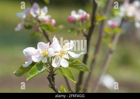 Braeburn apple tree in blossom April UK Stock Photo