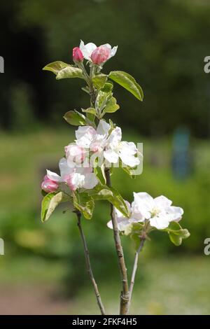 Apple tree in blossom April UK Stock Photo
