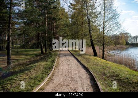 footpath in the park through pines and birches. Beautiful evening for relaxing leisurely walk. Never turn off the path. Stock Photo