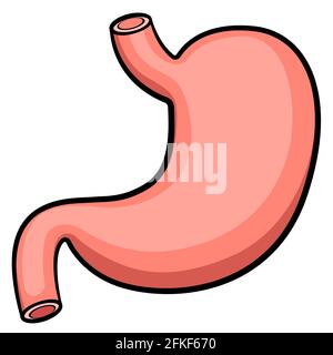 Vector illustration of stomach digestive system organ Stock Vector