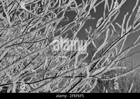 Black and white photograph of hoar frost on the limbs of a river birch tree. Stock Photo