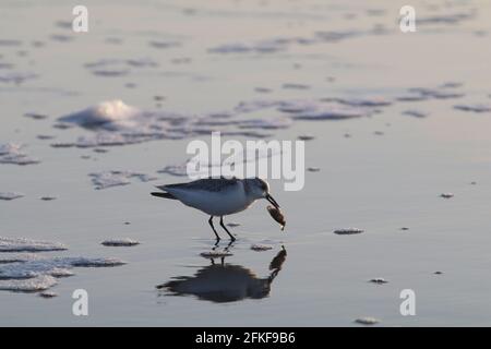 Spoon-billed sandpiper (Eurynorhynchus Pygmeus) on the beach grabbing food with its beak Stock Photo