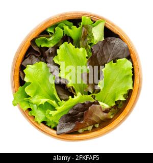 Loose leaf lettuce in a wooden bowl. Fresh picked green and red leaves of pluck lettuce, also pick or looseleaf lettuce. Raw, organic, vegan. Stock Photo