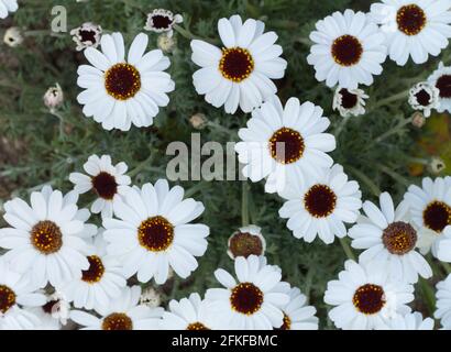 Rhodanthemum 'casablanca' in flower spring UK Stock Photo