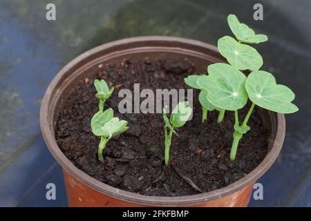 Tropaeolum, more commonly known as nasturtium, seedlings growing in a pot in spring UK Stock Photo