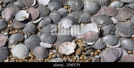 Marine background of old grey scallop shells on pebble beach Stock Photo