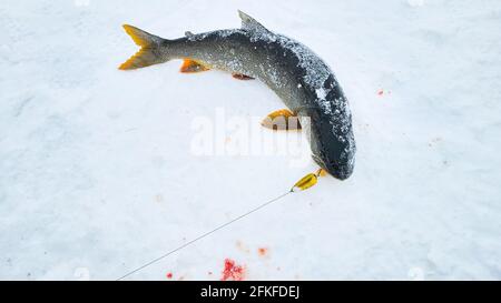 Lake trout caught while ice fishing in northwest territories Canada, still has lure in the fish's mouth laying on the ice with some blood on ice Stock Photo