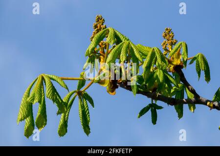 Aesculus hippocastanum leaves conker Horse chestnut Stock Photo