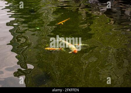 Cute Japanese Koi fishes swimming in the pond Stock Photo
