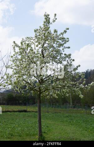 spring apple tree in full bloom and green meadow in the garden Stock Photo