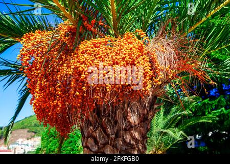 Palm tree in bloom . Flowering of exotic tree . Wodyetia bifurcata seed Stock Photo