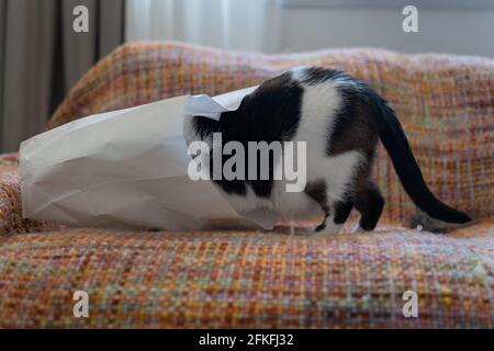 black and white cat goes into a paper bag Stock Photo