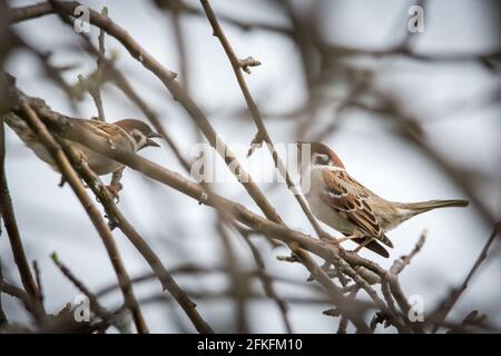 A pair of eurasian tree sparrows in branches (Passer montanus) Stock Photo