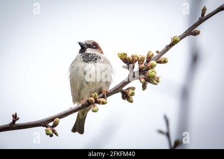 House sparrow sitting in branches (Passer domesticus) Stock Photo