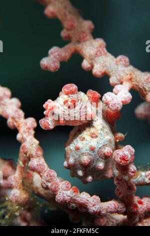 Bargibant’s Pygmy Seahorse (Hippocampus bargibanti) in a Fan Coral. Dampier Strait, Raja Ampat, Indonesia Stock Photo