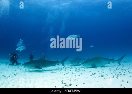 Three Tiger Sharks (Galeocerdo cuvier) Approaching Divers on Sandy Bottom. Tiger Beach, Bahamas Stock Photo