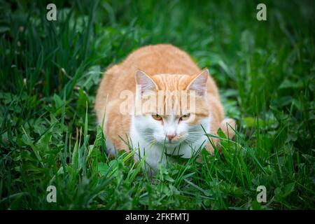 Red tabby tom-cat lying in the grass and observing Stock Photo