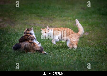 Two cats playing together Stock Photo