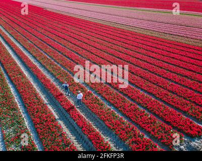 Tulip field in The Netherlands, colorful tulip fields in Flevoland Noordoostpolder Holland, Dutch Spring views in the Netherlands, couple man and woman mid age in flower field Stock Photo