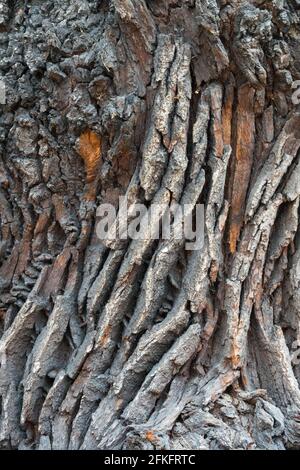 Quercus robur bark texture Old Common oak tree trunk