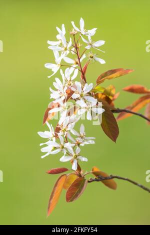 Amelanchier lamarckii flowers Stock Photo