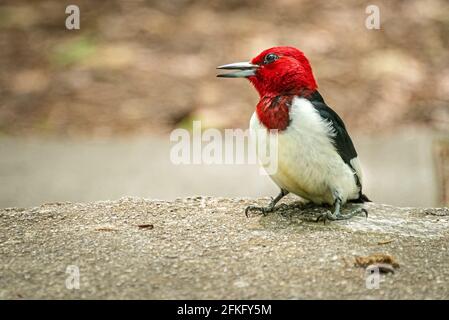 Red-headed woodpecker (Melanerpes erythrocephalus) perched on a stone ledge in Stone Mountain Park near Atlanta, Georgia. (USA) Stock Photo