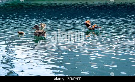 Family of mandarin ducks with ducklings swimming in water in sunny day. Aix galericulata. Lake Geneva, Switzerland. Beauty in nature. Stock Photo