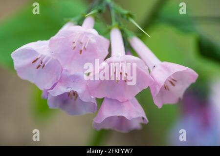 Virginia Bluebells wildflowers close up (macro) near the Potomac River in Virginia, United States Stock Photo