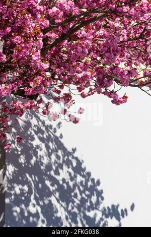 Pink Japanese cherry (Prunus serrulata or Cerasus serrulata) flowering tree with shadow on white wall in spring, Sopron, Hungary Stock Photo