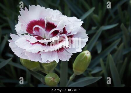 Closeup of a red and white dianthus flower in bloom Stock Photo
