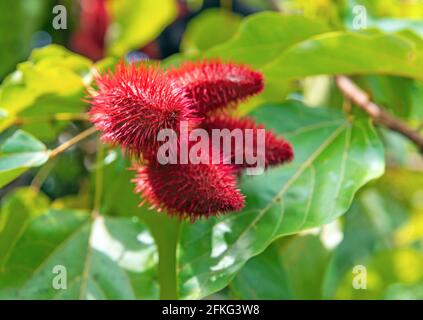 Bixa Orellana with fruit, source of natural orange red condiment annatto, industrial food coloring ingredient, Cuyabeno, Amazon rainforest, Ecuador. Stock Photo