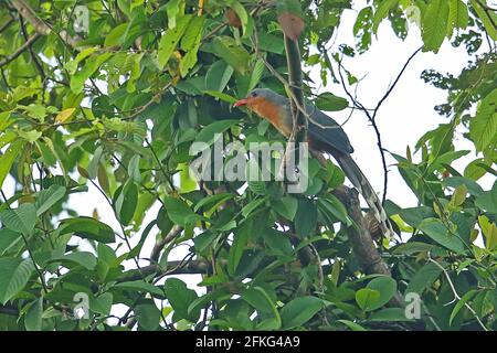 Red-billed Malkoha (Zanclostomus javanicus pallidus) adult perched on branch Way Kambas NP, Sumatra, Indonesia         June Stock Photo