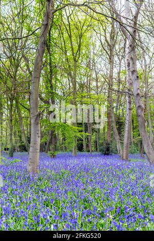 Bluebell blooming season at Chalet Wood in Wanstead Park, London, UK Stock Photo