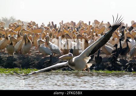 Pelican colony in Djoudj, Senegal Stock Photo