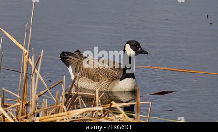 A Canada goose floating on the water in front of some reeds in the wetlands at the Clifford E. Lee Nature Sanctuary in Devon, Alberta. Stock Photo