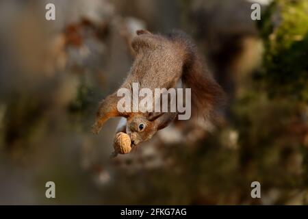RED SQUIRREL Stock Photo