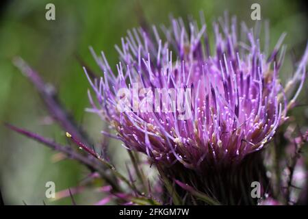 Purple bristle thistle. Stock Photo
