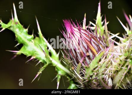 Purple bristle thistle. Stock Photo