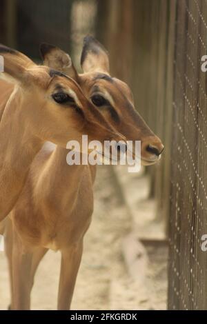 Impalas standing in front of a fence Stock Photo