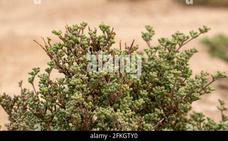 Halophyte plant Zygophyllum qatarense or Tetraena qatarense in desert of a qatar, Selective focus. Stock Photo