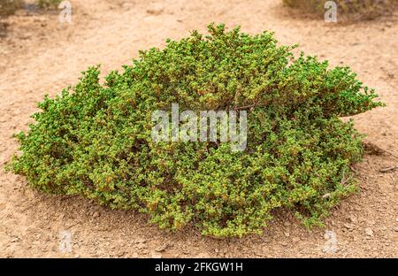 Halophyte plant Zygophyllum qatarense or Tetraena qatarense in desert of a qatar, Selective focus. Stock Photo