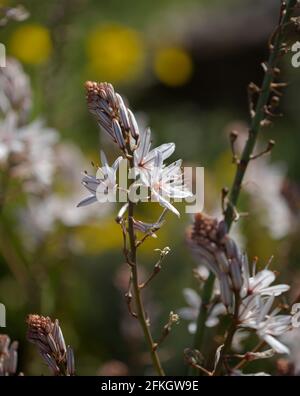 Flora of Gran Canaria -  Asphodelus ramosus, also known as branched asphodel floral background Stock Photo