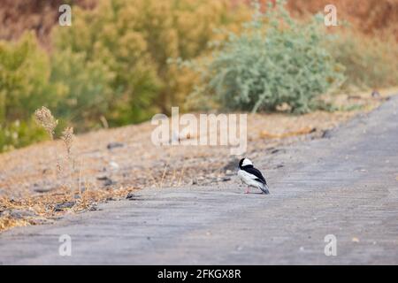 Close up shot of cute Bufflehead walking on the ground at Las Vegas, Nevada Stock Photo