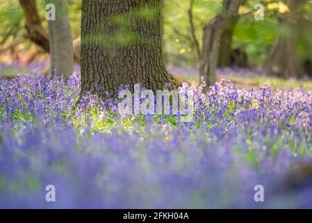 A tree in the forest surrounded by bluebells
