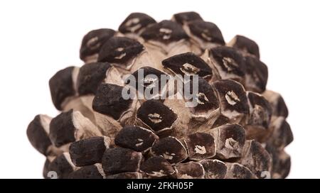 Pine cone burned in a wildfire isolated on white background Stock Photo