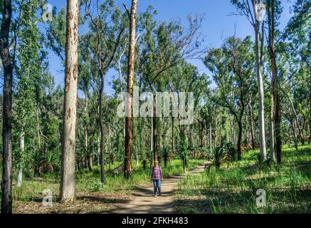 hiking track through Carnarvon National Park in the Central Queensland Sandstone Belt, Maranoa Region, Queensland, Australia Stock Photo