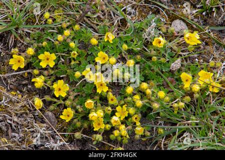 Yellow flowers of a Creeping Cinquefoil, also called Potentilla reptans or Kriechendes Fingerkraut Stock Photo