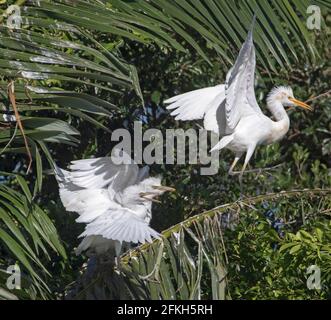 Cattle egret, Bubulcus ibis, with wings outstretched, with two fledglings / chicks pleading for food with wings raised, in city parklands in Australia Stock Photo